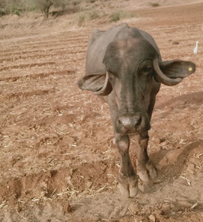 ભેંસ વેચવાની છે