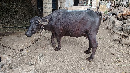 ભેંસ વેચવાની છે