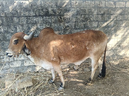 બળદ વેચવાનો છે