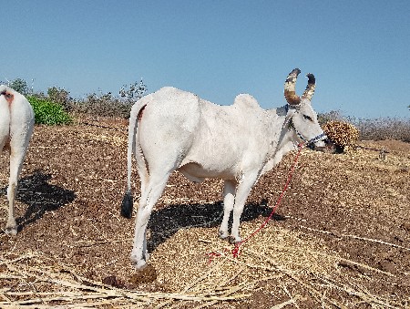 બળદ વેચવાનો છે