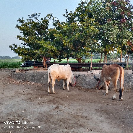 ગોધલા વેશવાના છે