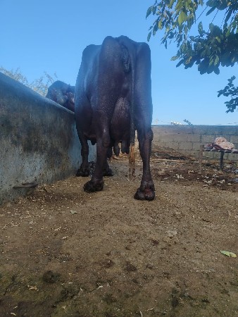 ભેશ