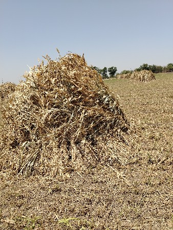 સૂકેલી જુવાર ની નીણ વેચવાની છે