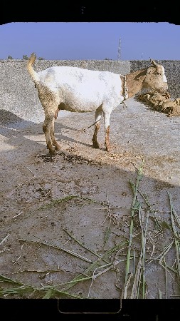 barbari crossing bakri