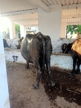 ભેંશ વેચવાની છે