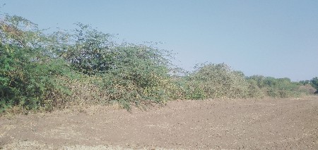 લાકડા કપવાના છે