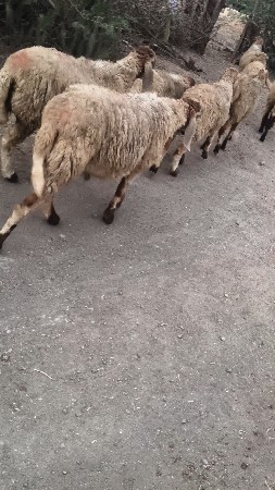4 ધેટા