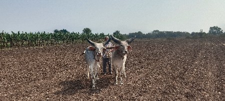 ગોઢલા વેચવાના છે