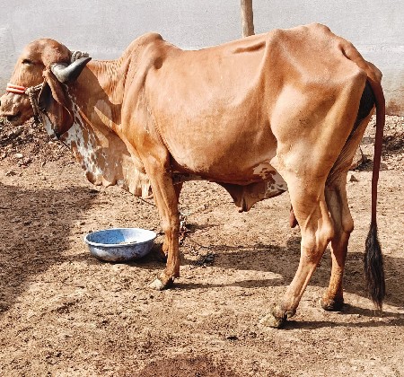ગીર ગાય વેચવાની છે