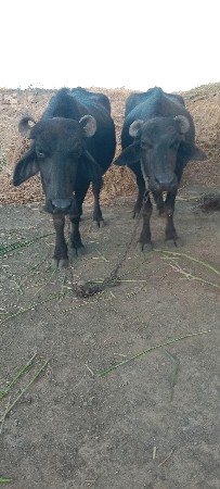 ખડેલા વેસવાના છે