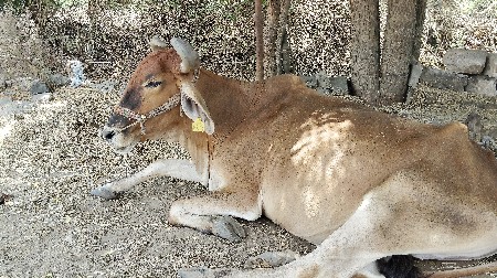 બળદ
