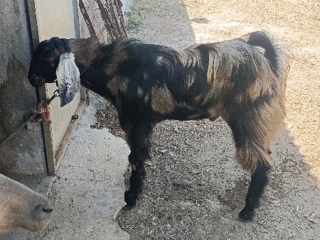 બકરો વેચવાનો છે