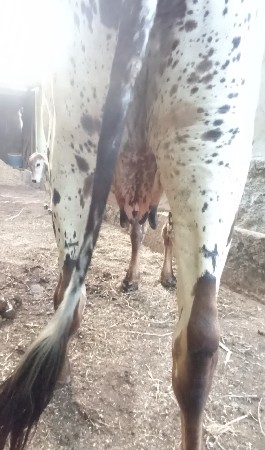 ગાય વેચવાની છે વિયાવા ઉપર છે