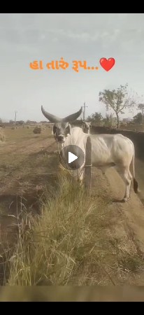આ ગોઢલાની જોડ કરવાની સે