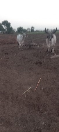 ગોઢલા વેસવાનાછે