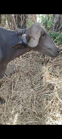 ટોપલ જાફરાબાદી ખડેલી
