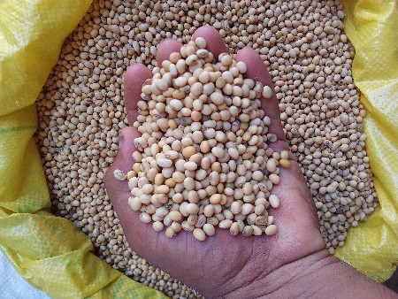 સોયાબીન