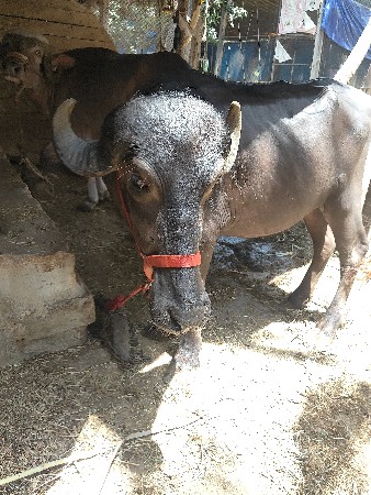 ખરેલું વેચવાનું છે