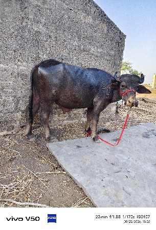પાડો વેચવાનો છે