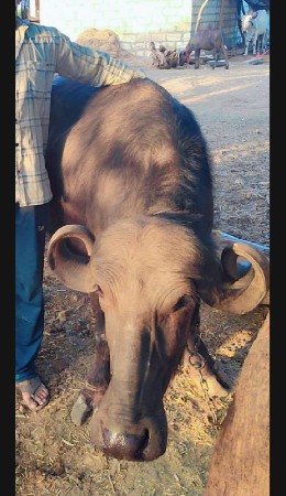 ખડેલુ વેચવા નું છે