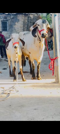 પેલું વેતર લીલડી હોડકી વેચવાની