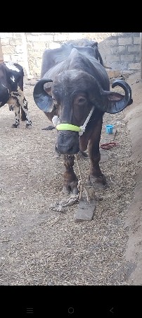 વેચવાની છે