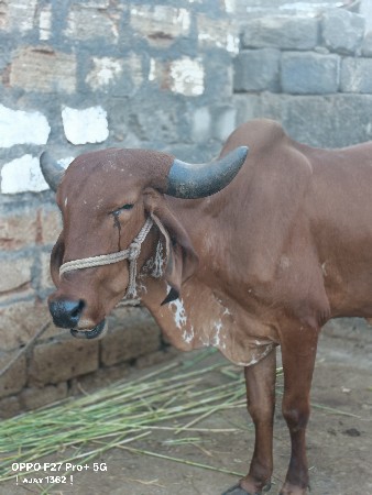 ૩ વર્ષ ની હોડકી વેચવાની છે.