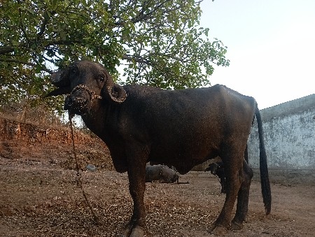 ખડેલુ વેસવાનૂ છે