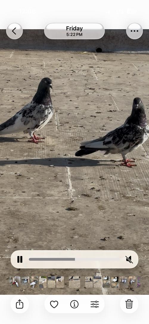 કબૂતર વેચવાના છે