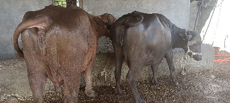 ભેંસ
