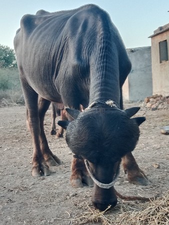 પાડો વેચવા નોછે
