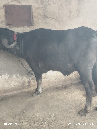પેલું વેતર