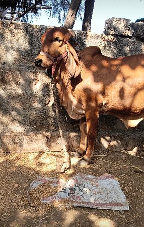 વાસડી વેચવાની છે