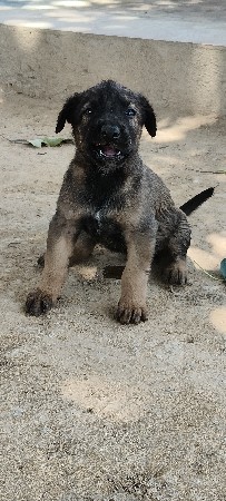 belgian dog