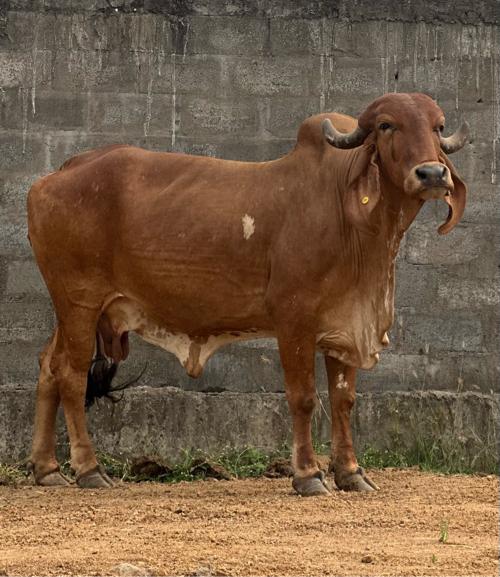 ગીર ગાય