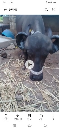 ભેશ