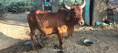 ગાય વેસવા ની છે