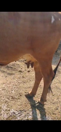 લેવી હોય ઈજ  ફોન કરવો
