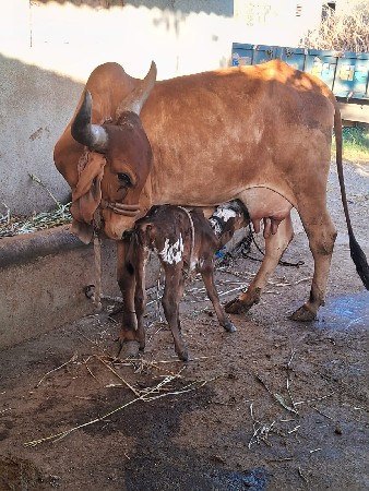 ગાય વેસવાની છે