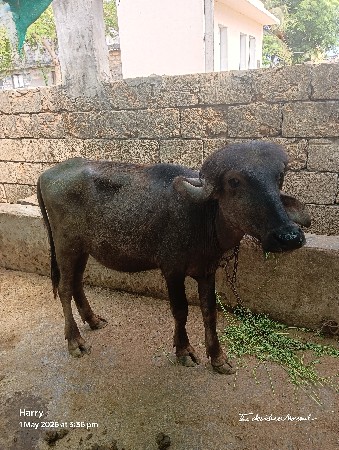 3 ખડેલા વેંચવાના છે એક સાથે....
