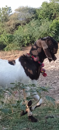 એક બકરો એક ઘેટો