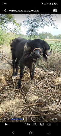 ભેંસ ને પાડો