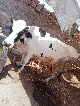 જરસીગાયવેસવાનીસેસાટા
