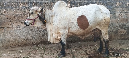 ગાય વેસવાની છે