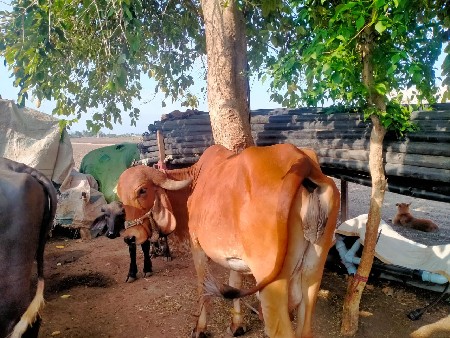 ગીર ગાય વેશવાની છે