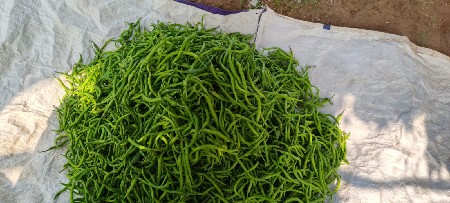 મરસી નો રોપ લેવા માટે કોન્ટેક્ટ