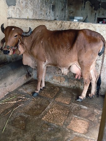 ગીર ગાય વેચાણ છે