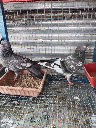 3 જોડી બોડર વાડી