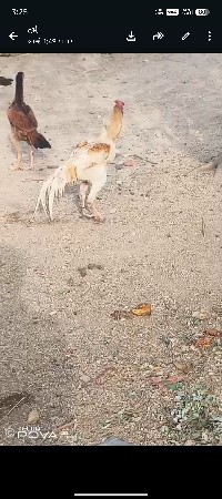 અસીલ નો મુરઘો વેચવાનો છે