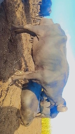 ભેંસ વેચવાની છે